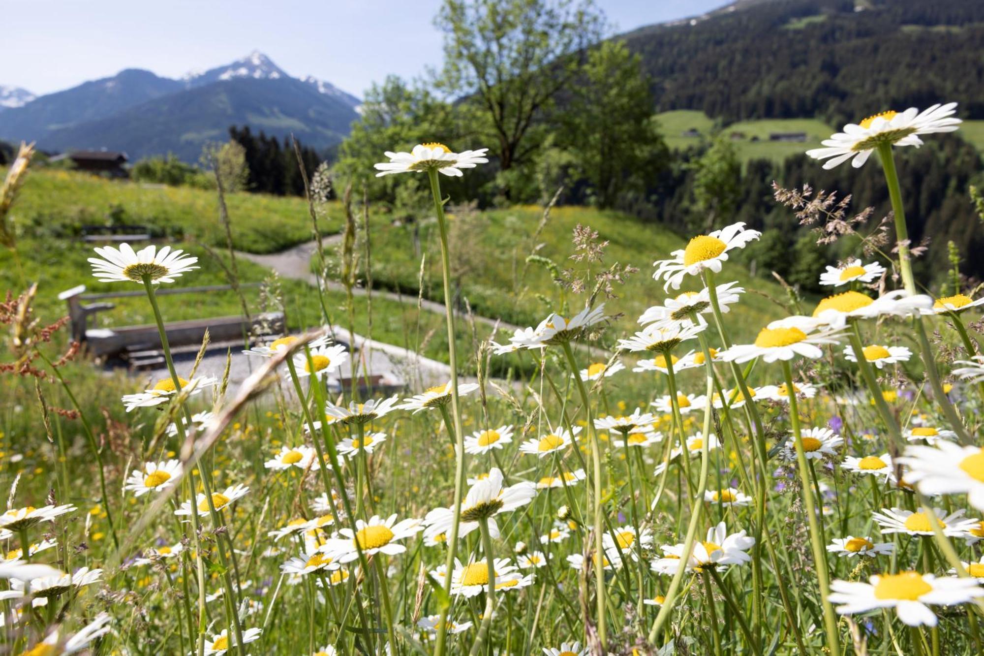 Alpbacherhof Mountain & Spa Resort Dış mekan fotoğraf